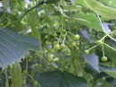 Small-leaved Linden 